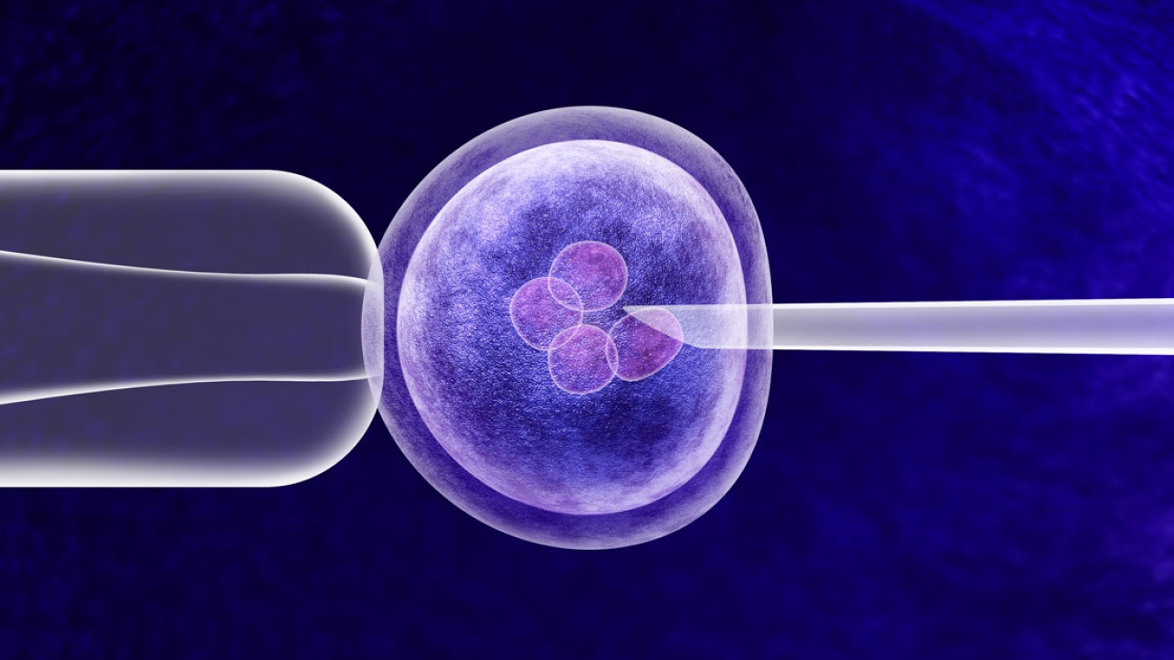 IVF